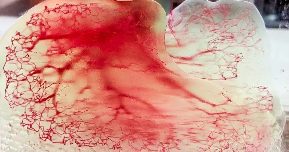 Bioprinted Lung Scaffolds with United Therapeutics 