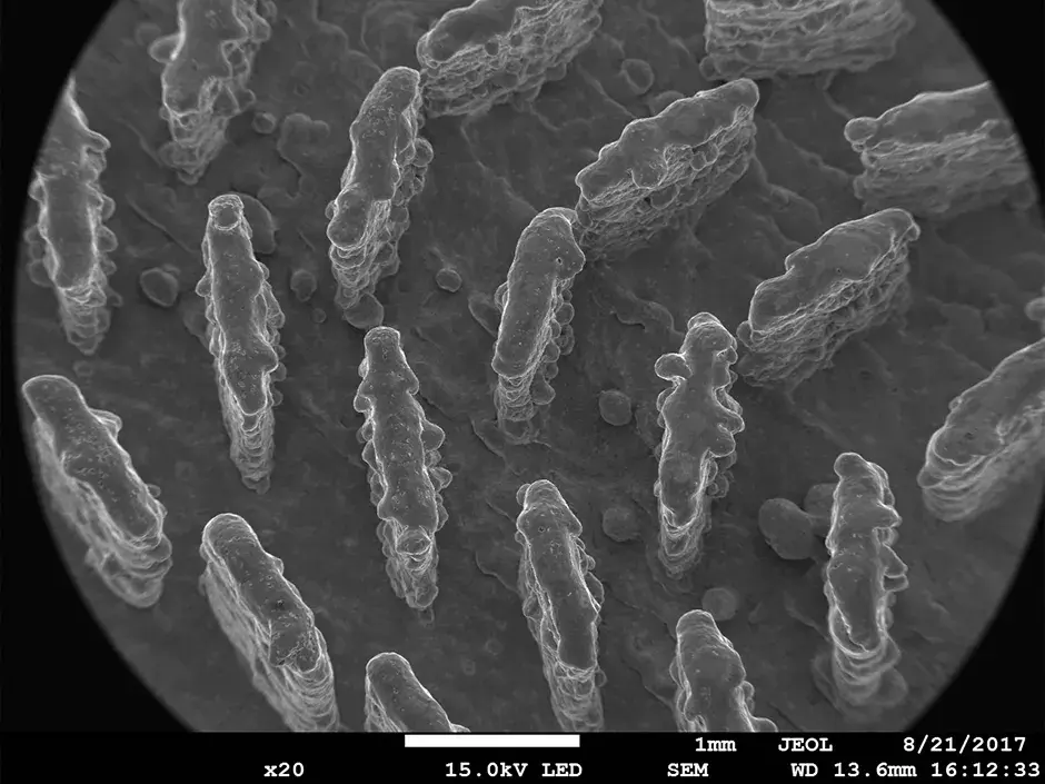 Bild: Halbleiter HF 20 x SEM