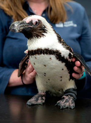 Purps der Pinguin